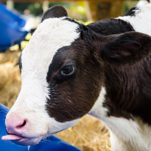 Maitotilan käyttövesitutkimus