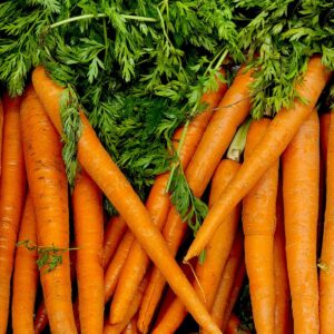 Yersinia pseudotuberculosis